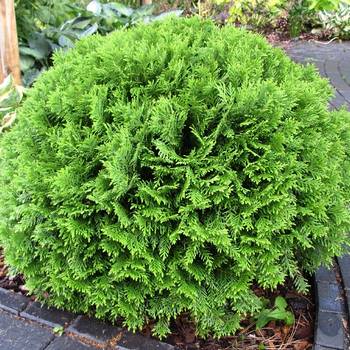 Туя западная ‘Danica’ (Thuja occidentalis ‘Danica’)